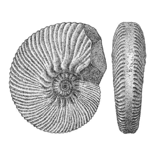 Aulacostephanus